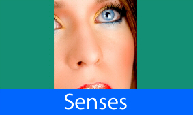 Smell lack of (Anosmia)